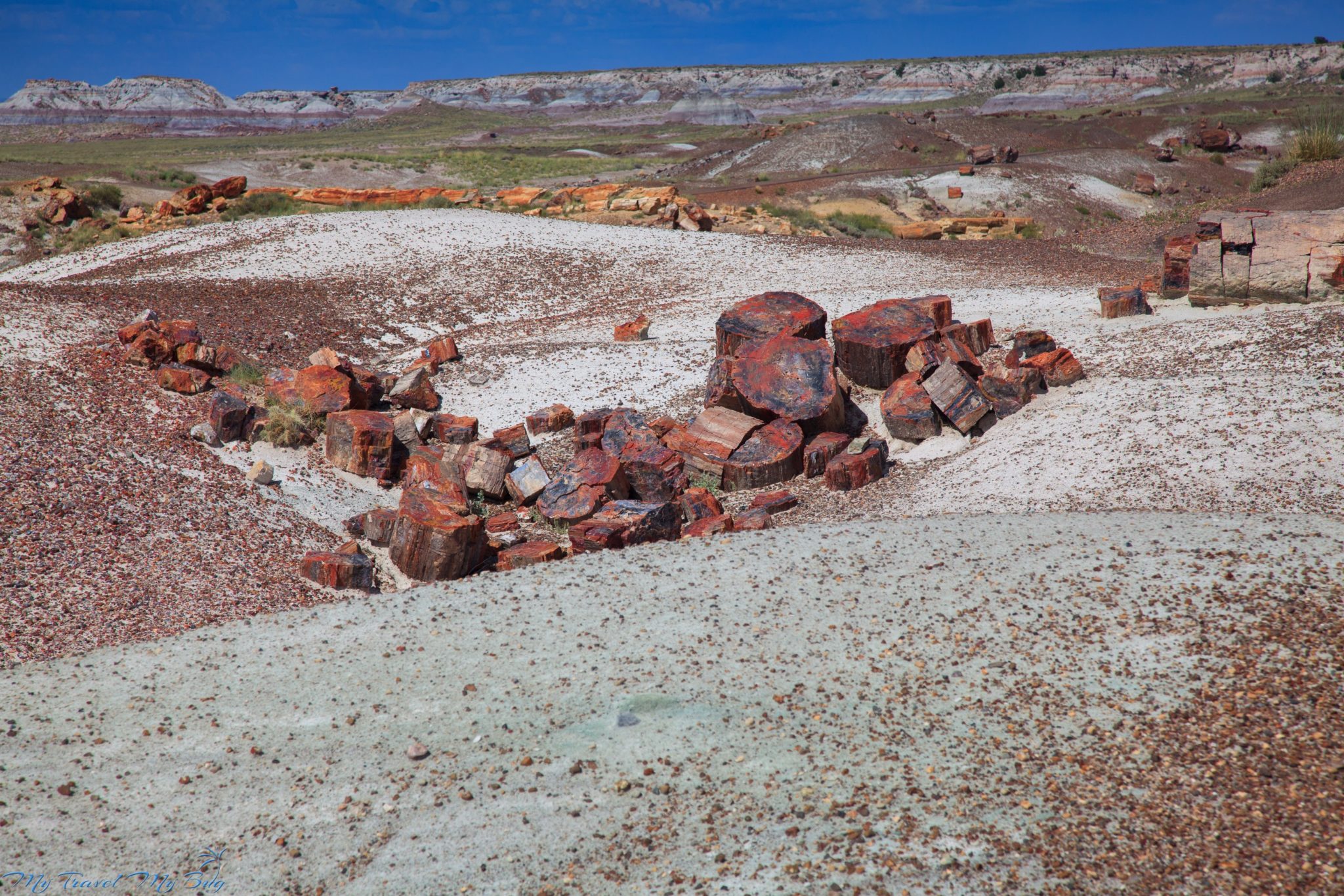Petrified Forest - Skamieniały Las