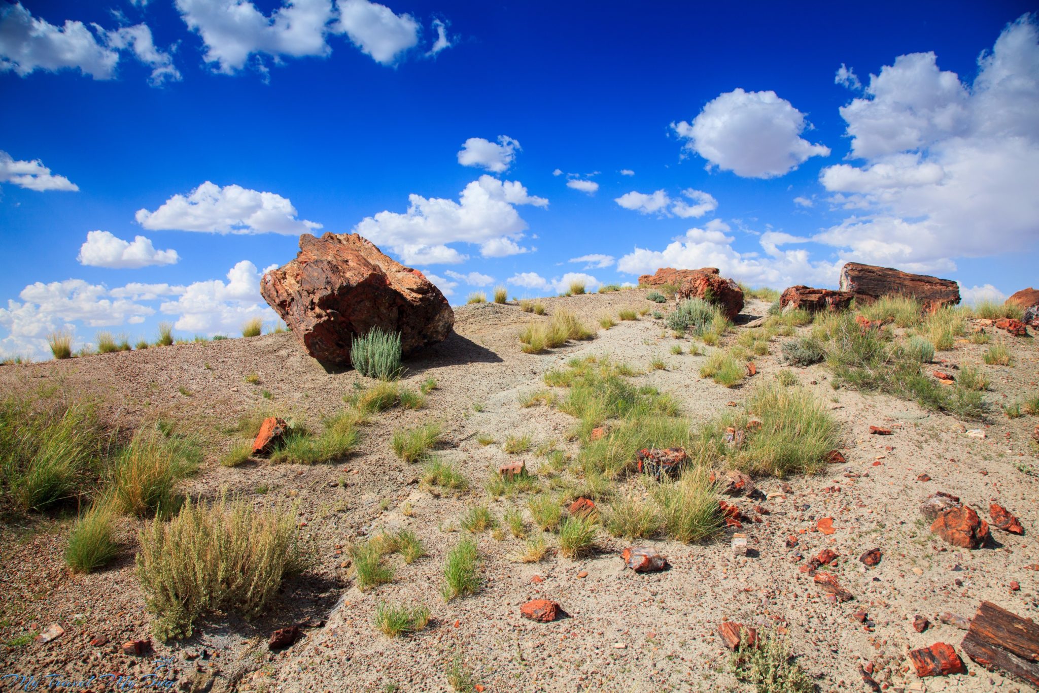 Petrified Forest